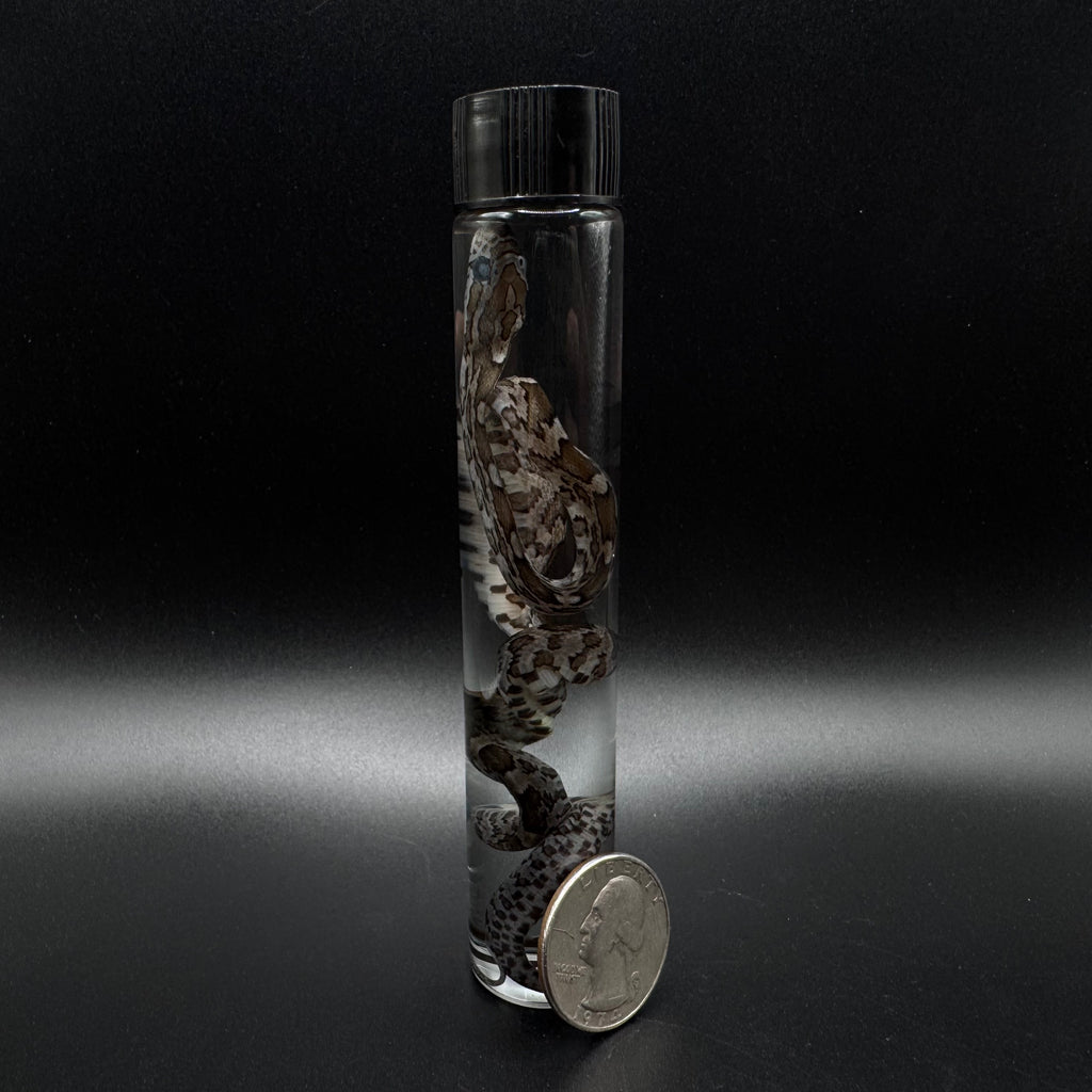Baby Corn Snake Wet Specimen