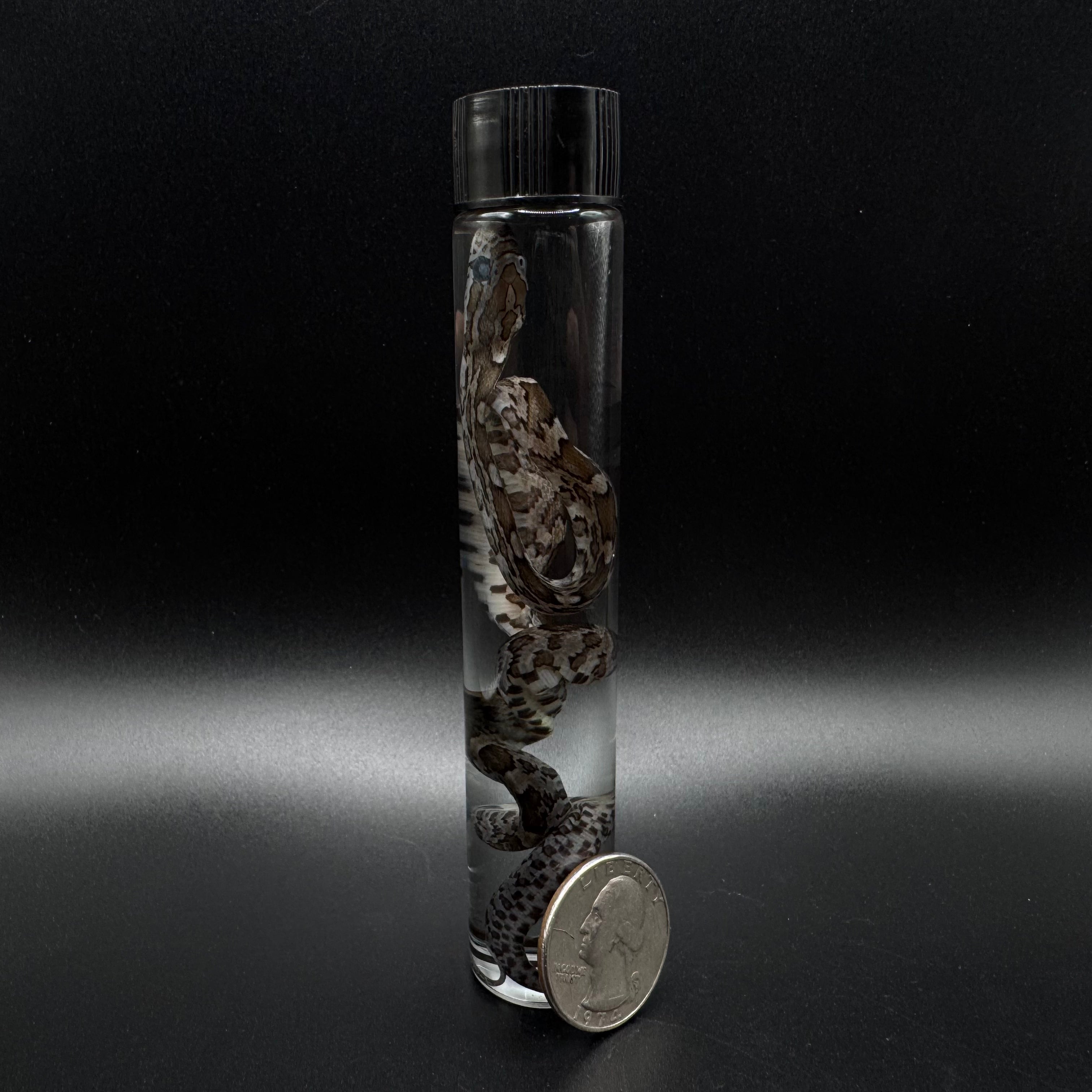 Baby Corn Snake Wet Specimen