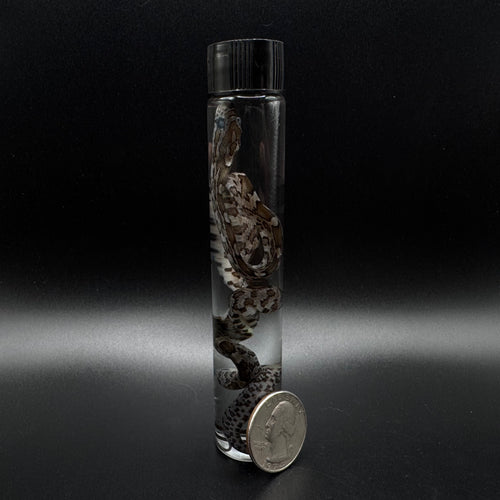 Baby Corn Snake Wet Specimen