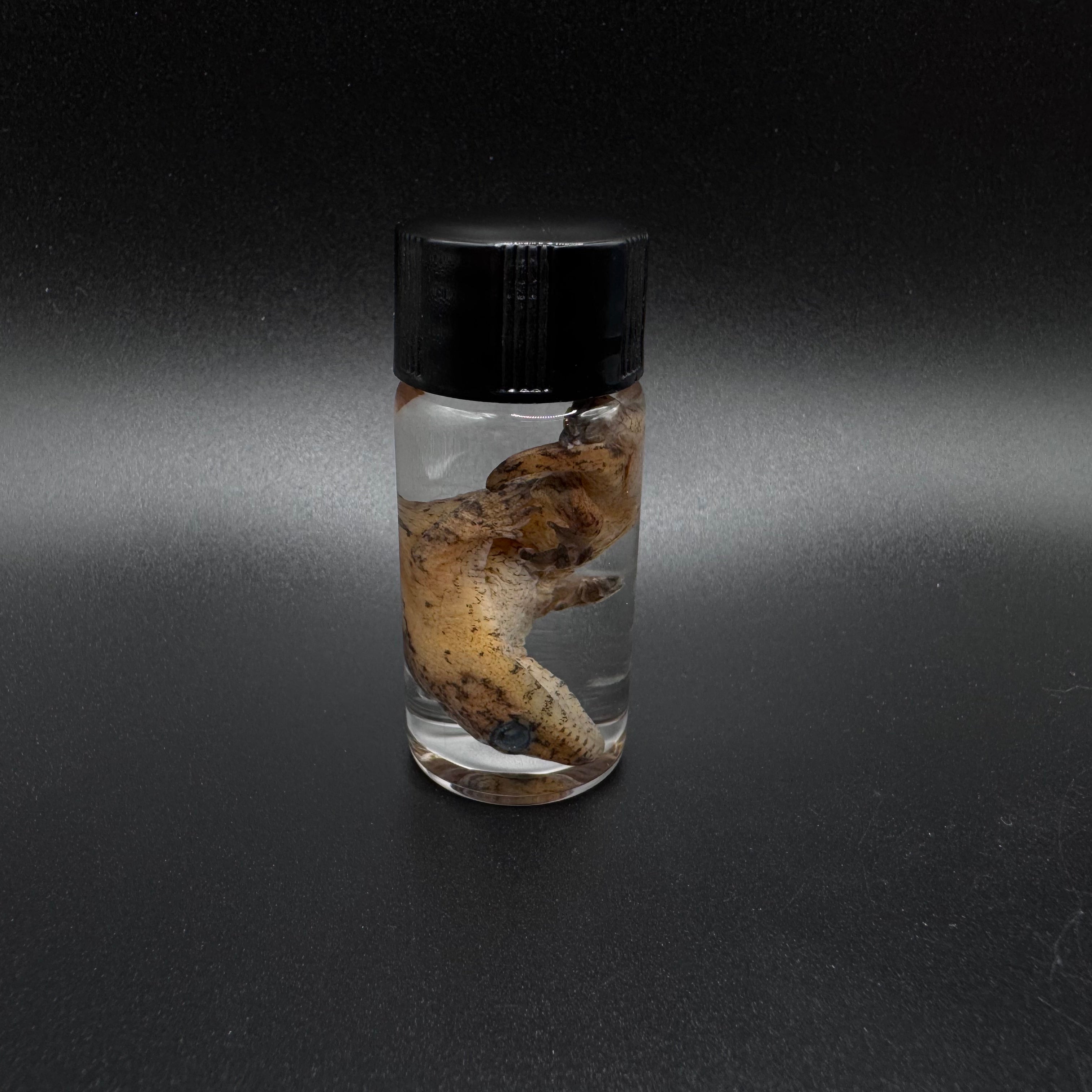 Hatchling Leachianus Gecko Wet Specimen - #001 (Copy)