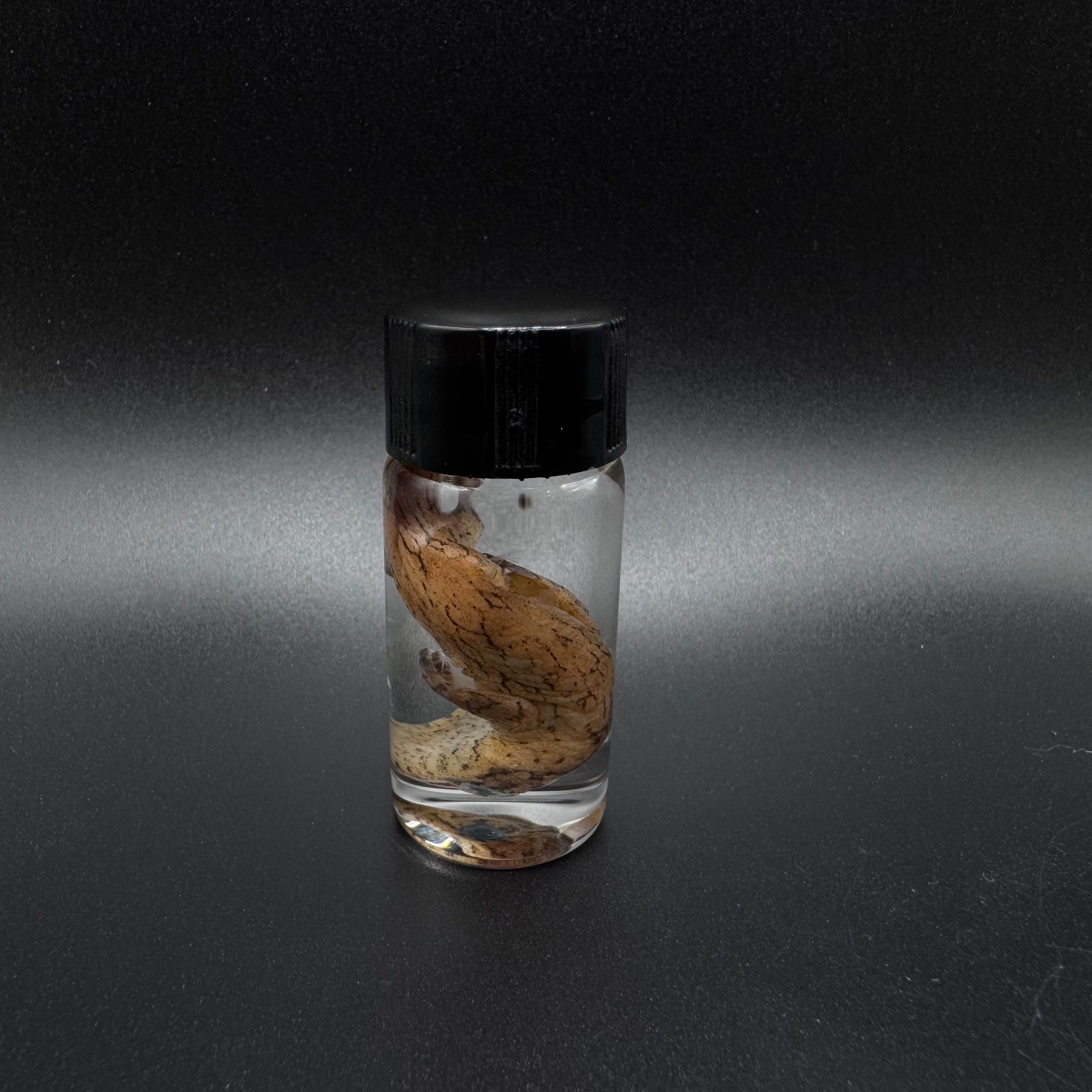 Hatchling Leachianus Gecko Wet Specimen - #001 (Copy)