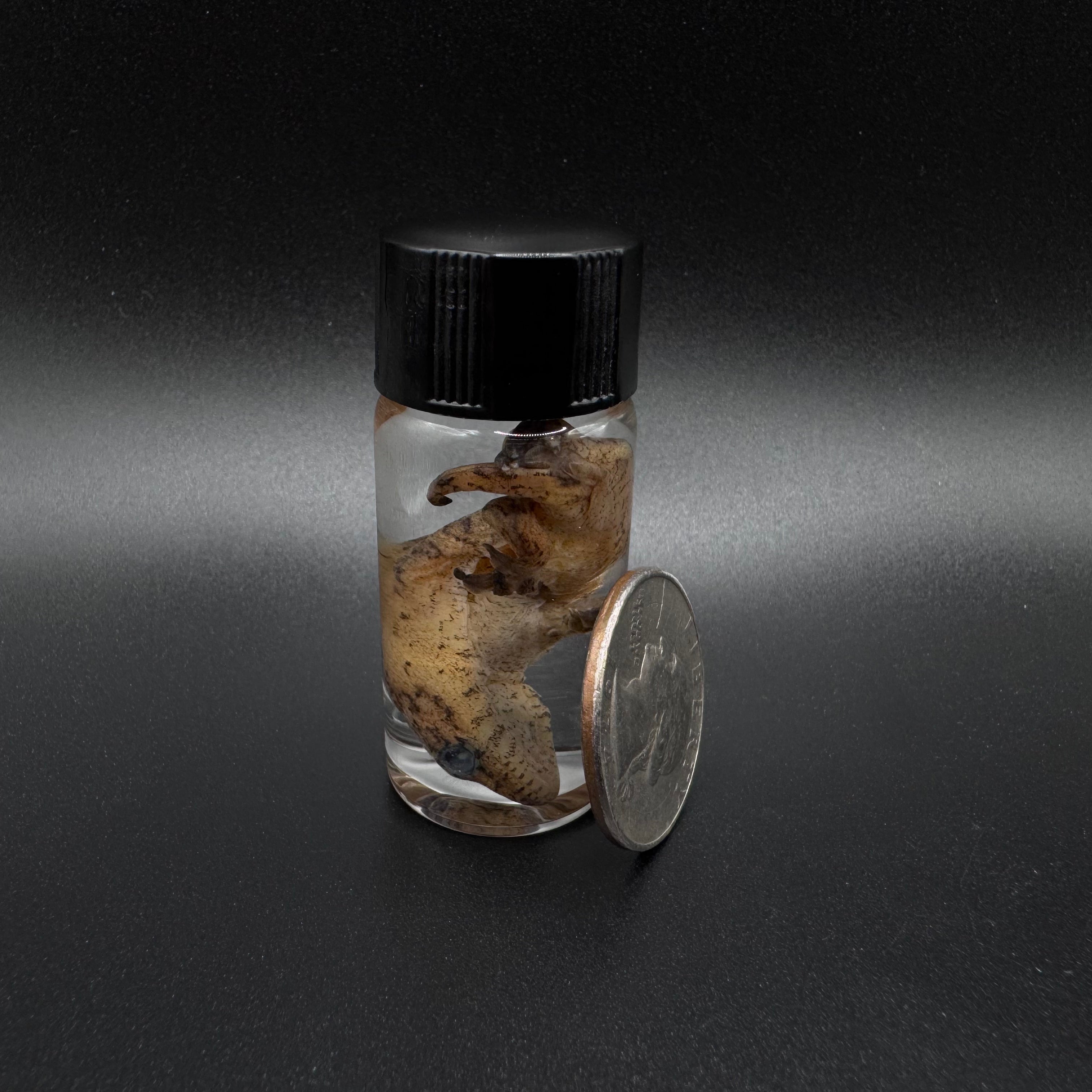Hatchling Leachianus Gecko Wet Specimen - #001 (Copy)