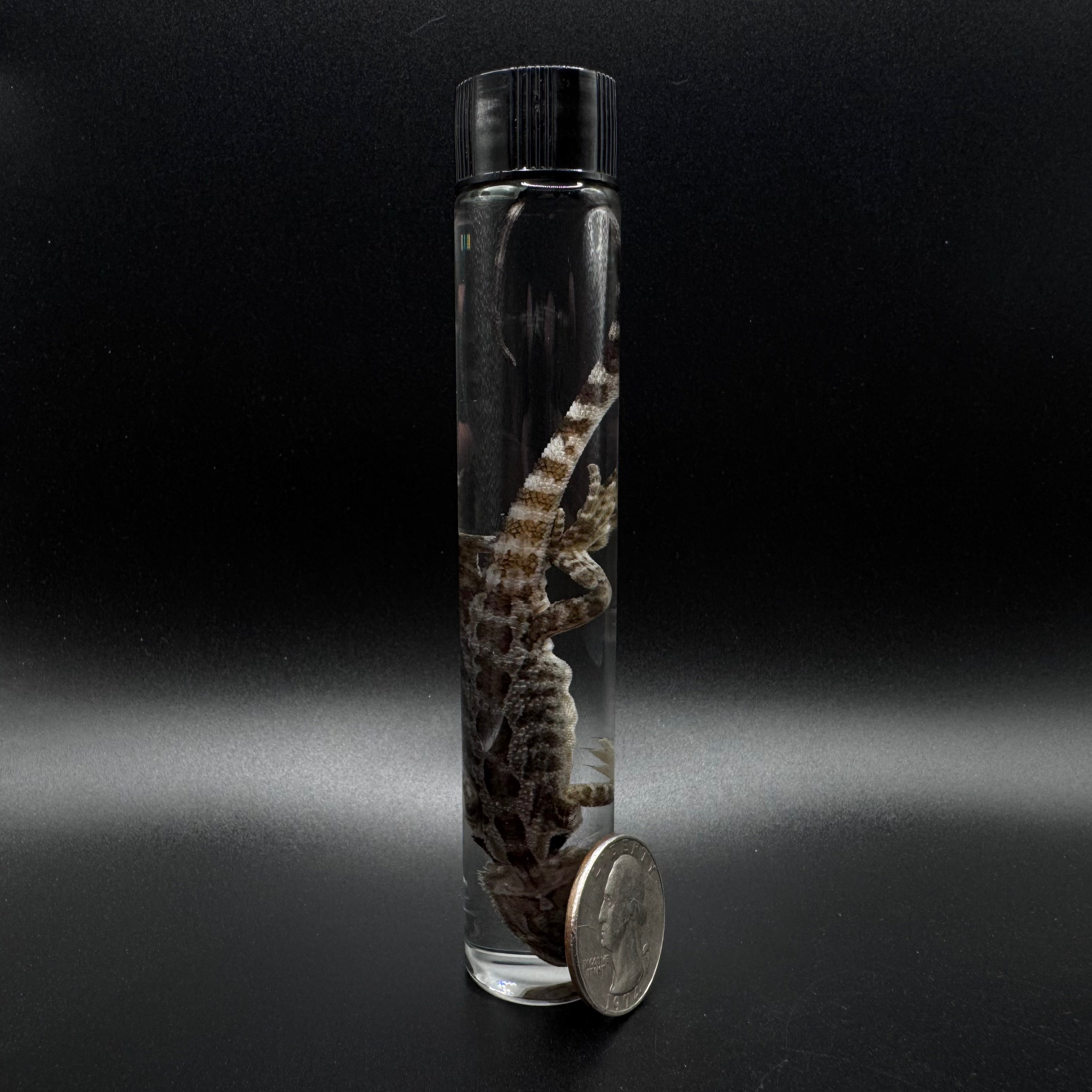 Bearded Dragon Wet Specimen