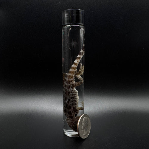 Bearded Dragon Wet Specimen