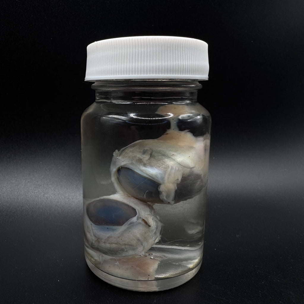 Goat Eyeballs Wet Specimen