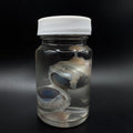 Goat Eyeballs Wet Specimen