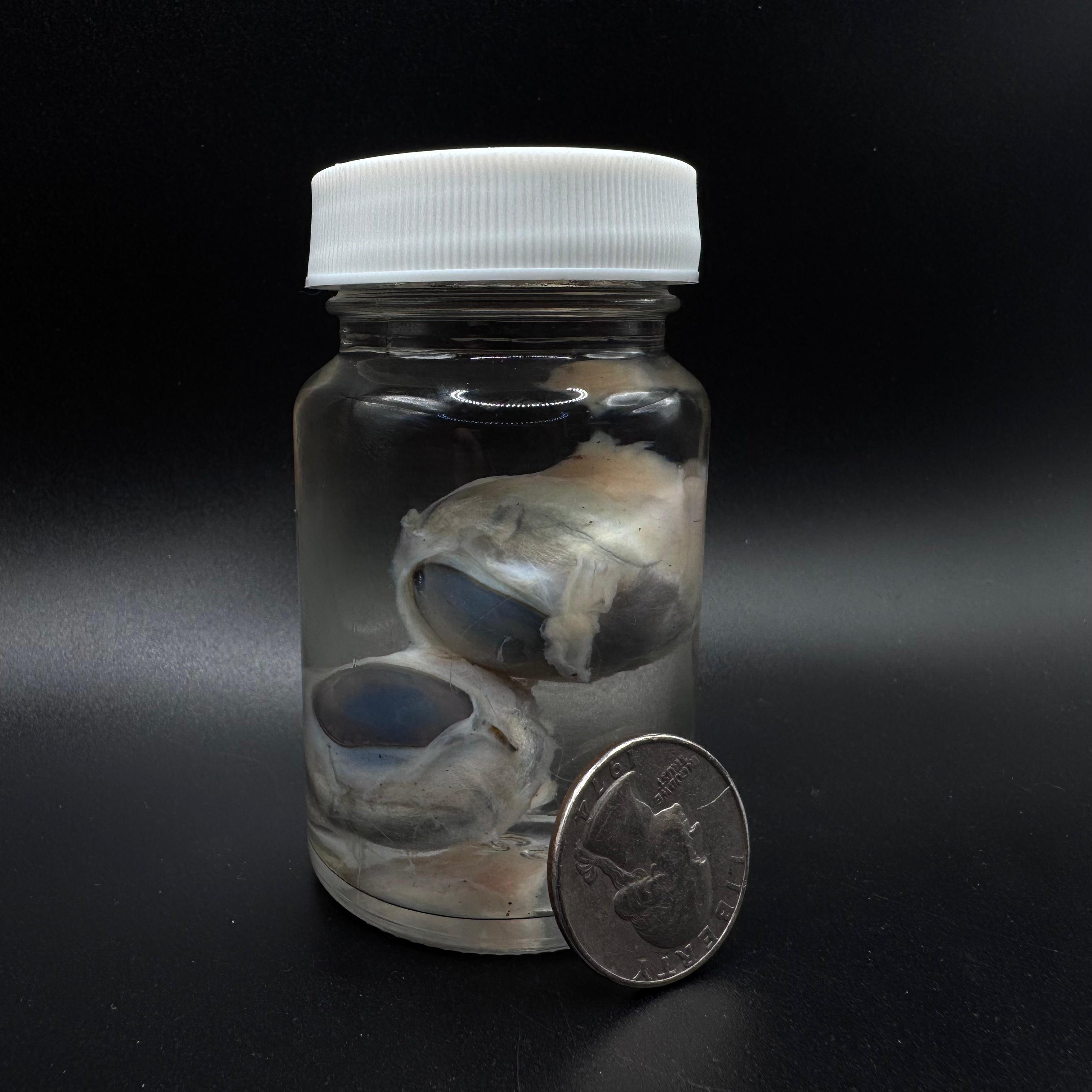 Goat Eyeballs Wet Specimen