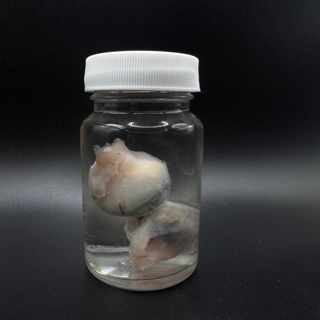 Goat Eyeballs Wet Specimen