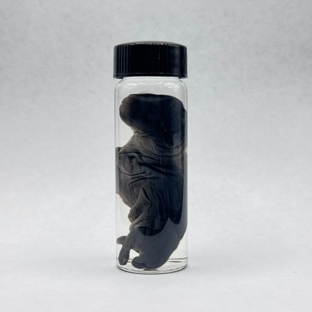 Rabbit Kit Wet Specimen - 003