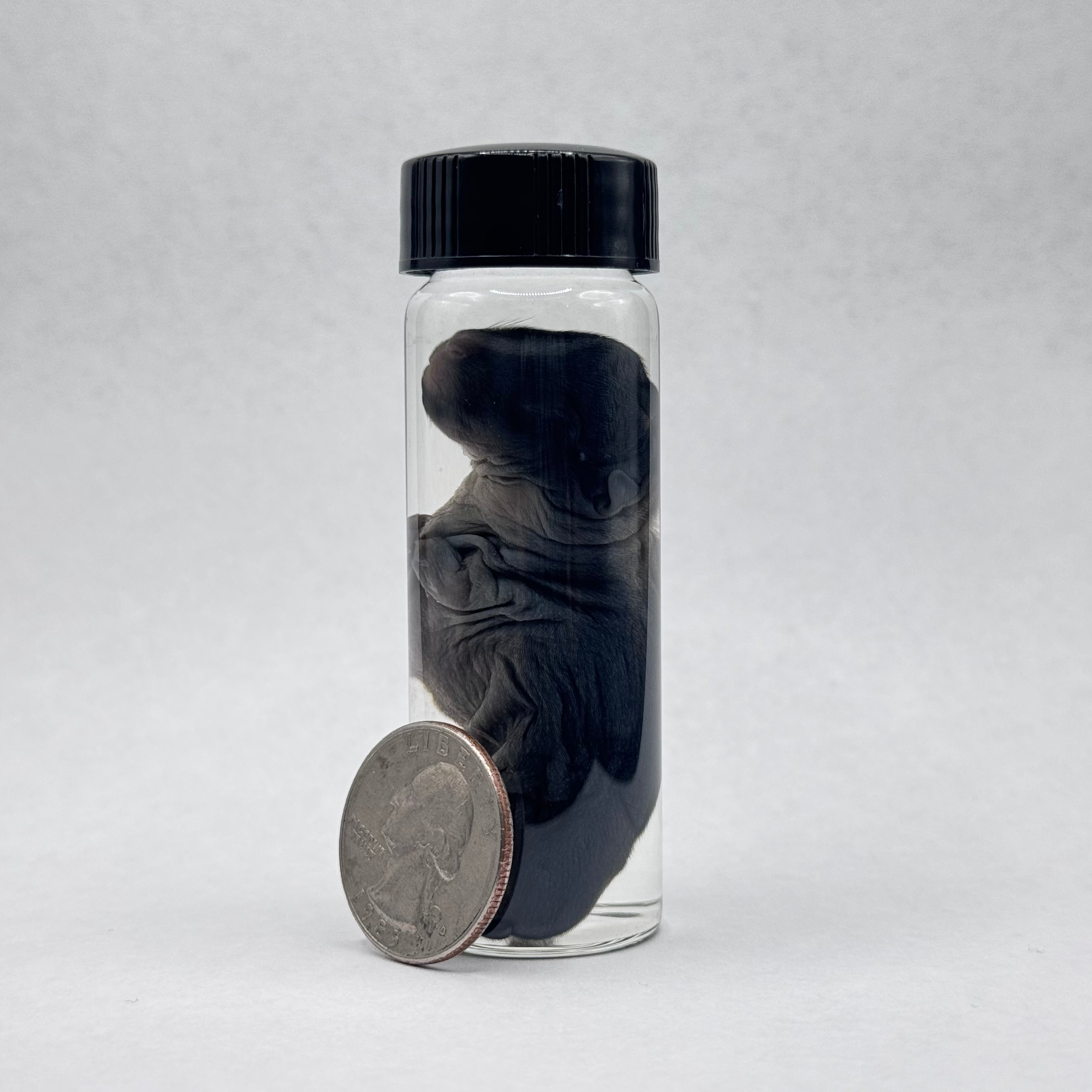 Rabbit Kit Wet Specimen - 003