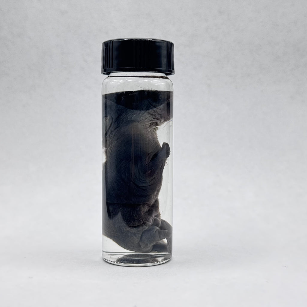 Rabbit Kit Wet Specimen - 003
