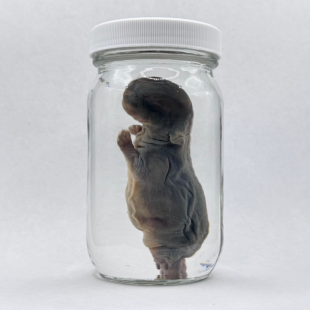 Rabbit Kit Wet Specimen - 002