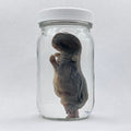 Rabbit Kit Wet Specimen - 002