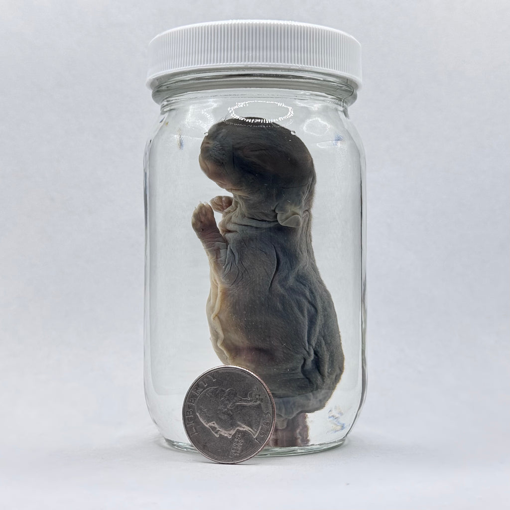 Rabbit Kit Wet Specimen - 002