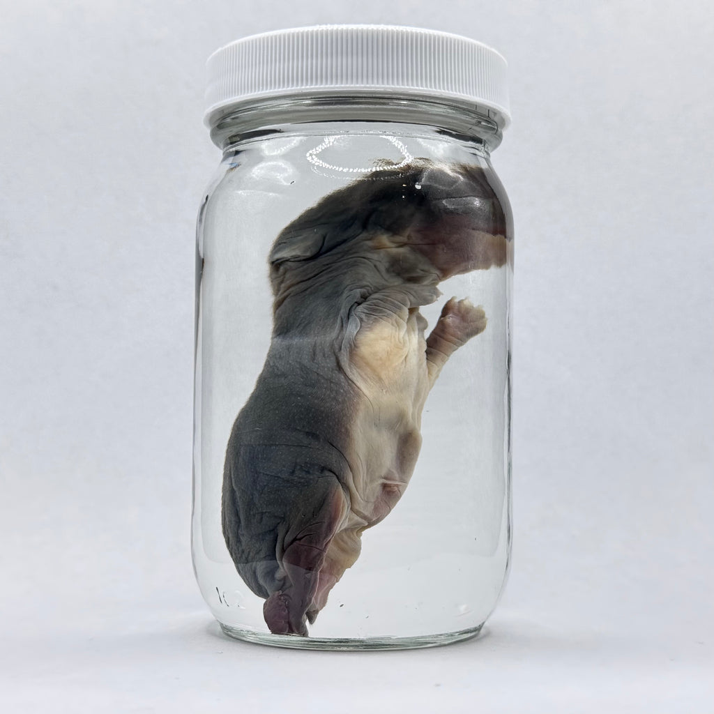 Rabbit Kit Wet Specimen - 002