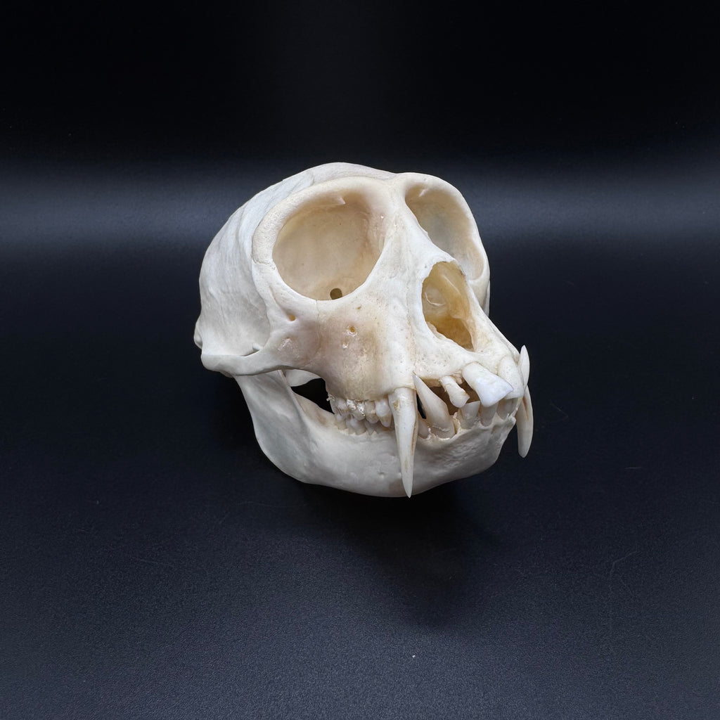 Vervet Monkey Skull - Professionally Cleaned