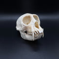 Vervet Monkey Skull - Professionally Cleaned