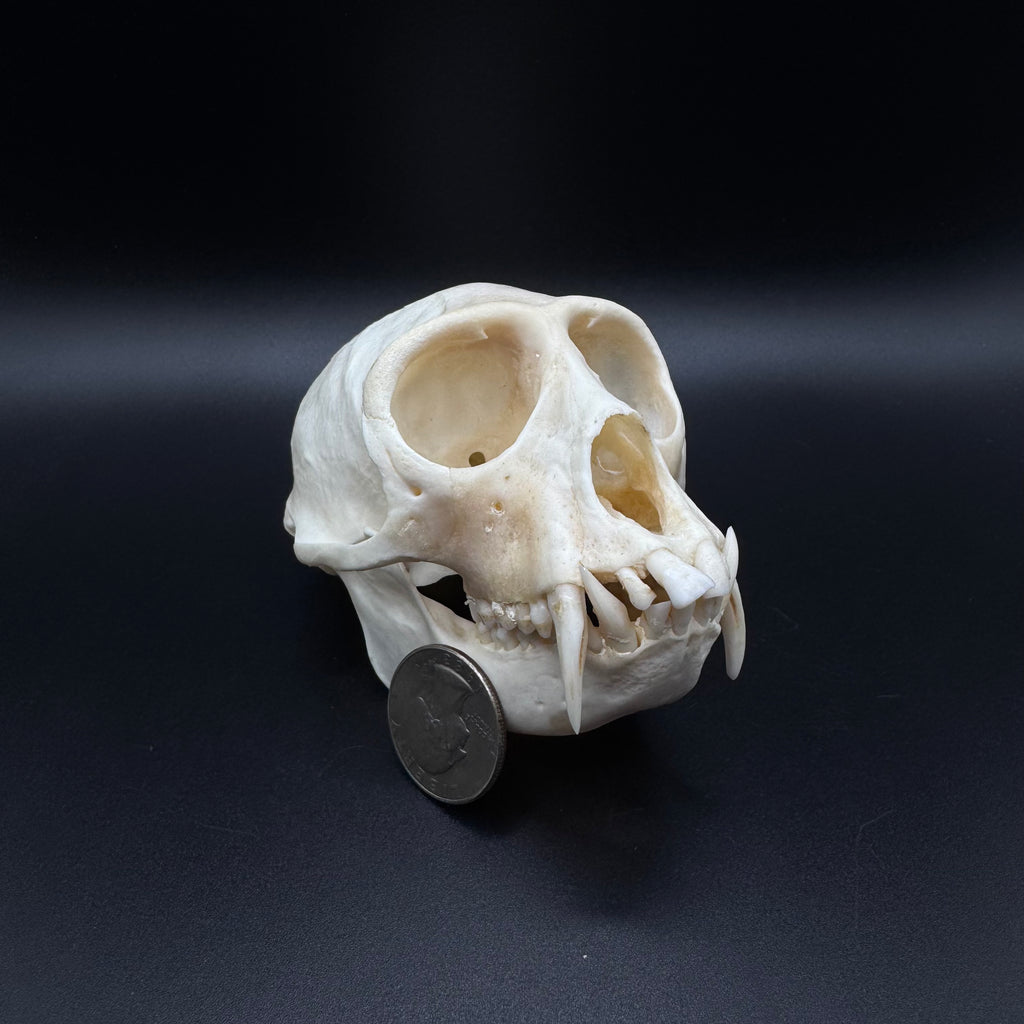 Vervet Monkey Skull - Professionally Cleaned