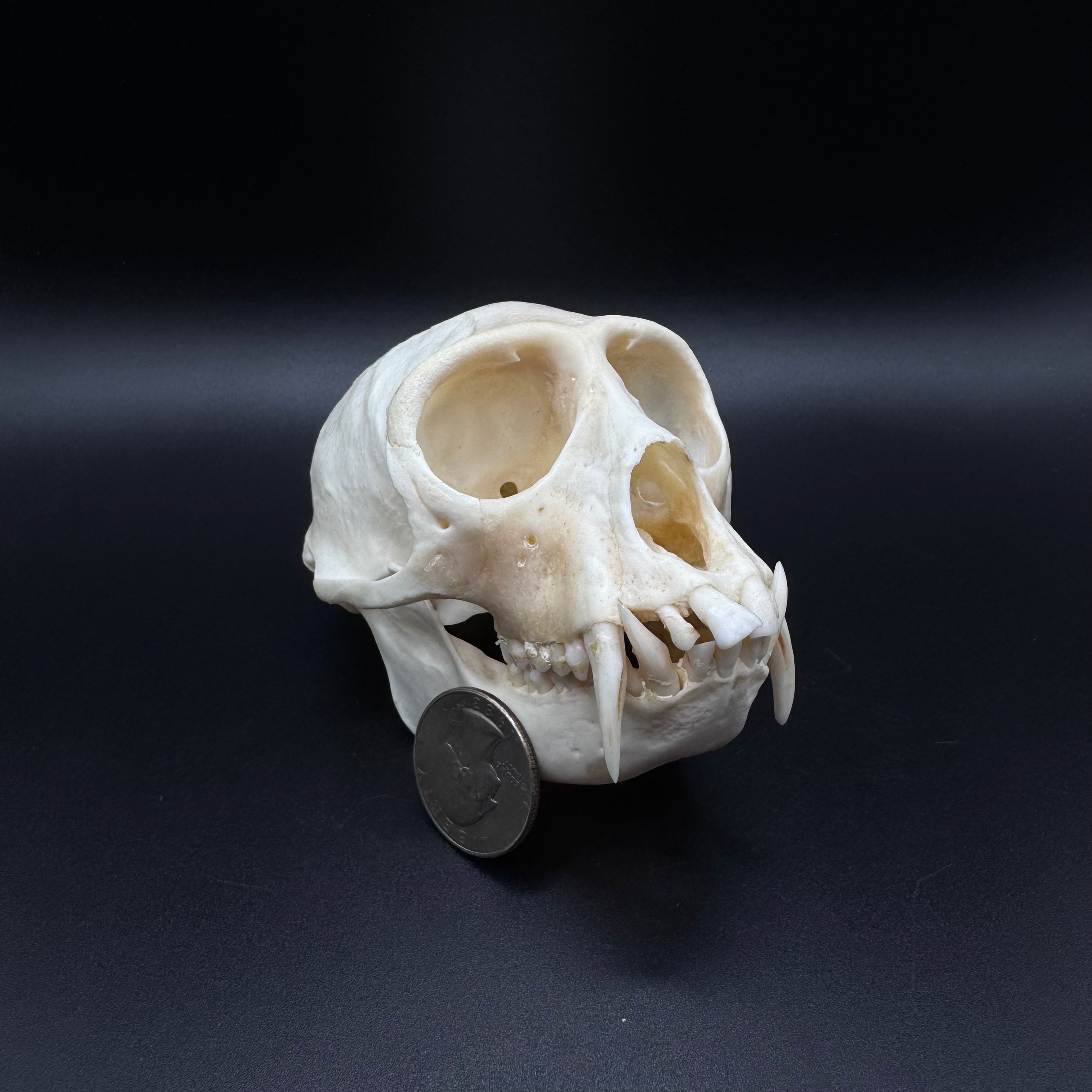 Vervet Monkey Skull - Professionally Cleaned