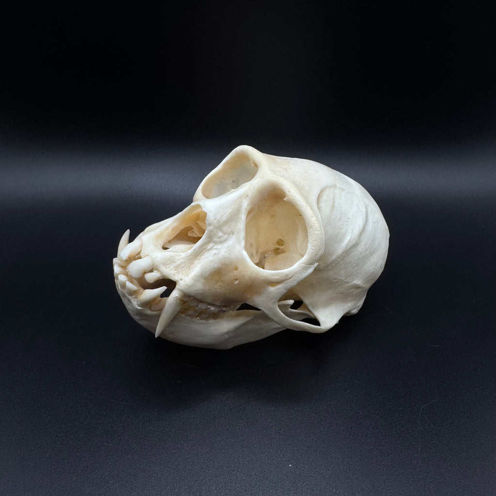 Vervet Monkey Skull - Professionally Cleaned
