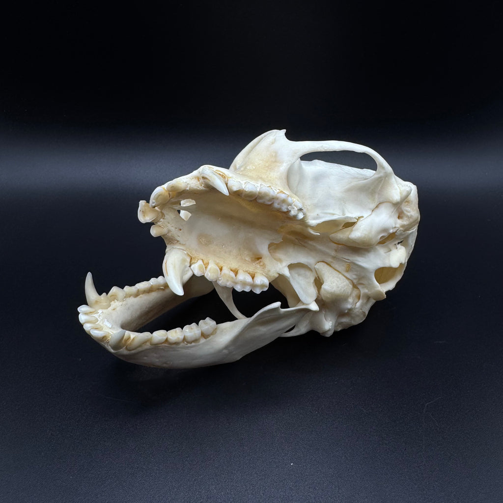 Vervet Monkey Skull - Professionally Cleaned
