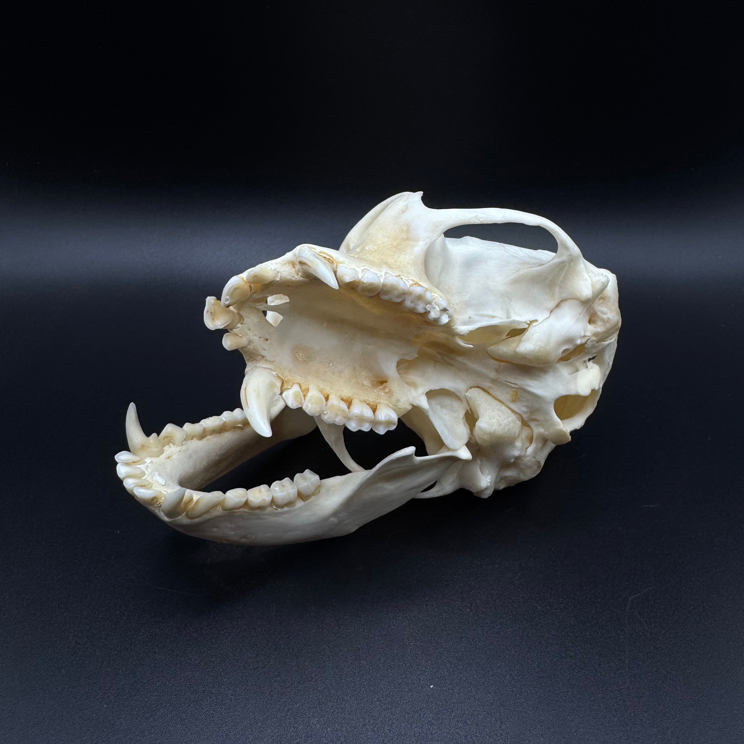 Vervet Monkey Skull - Professionally Cleaned