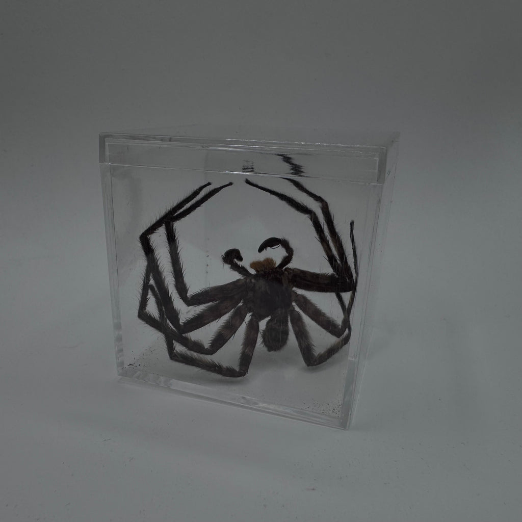 Huntsman Spider - Dry Specimen