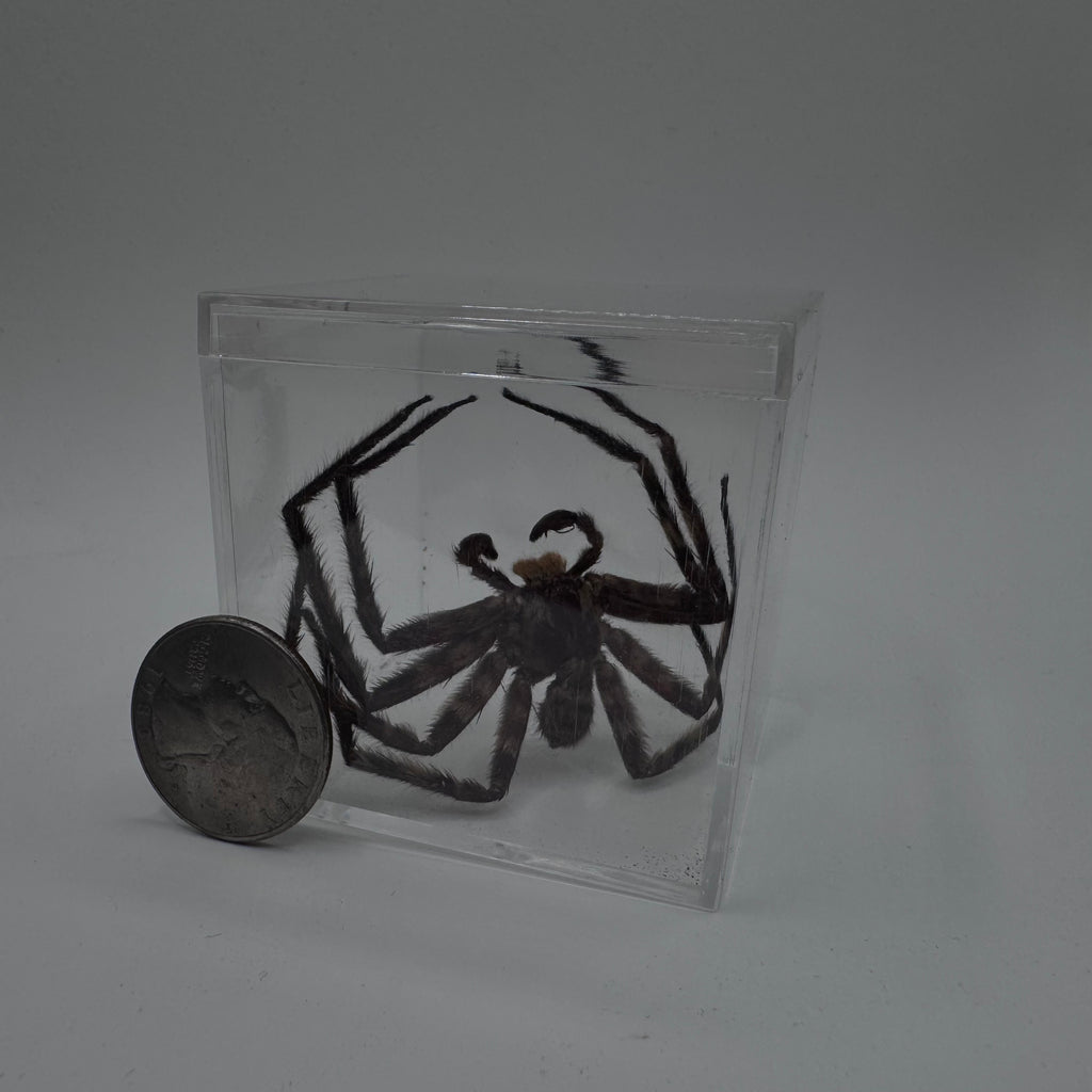 Huntsman Spider - Dry Specimen
