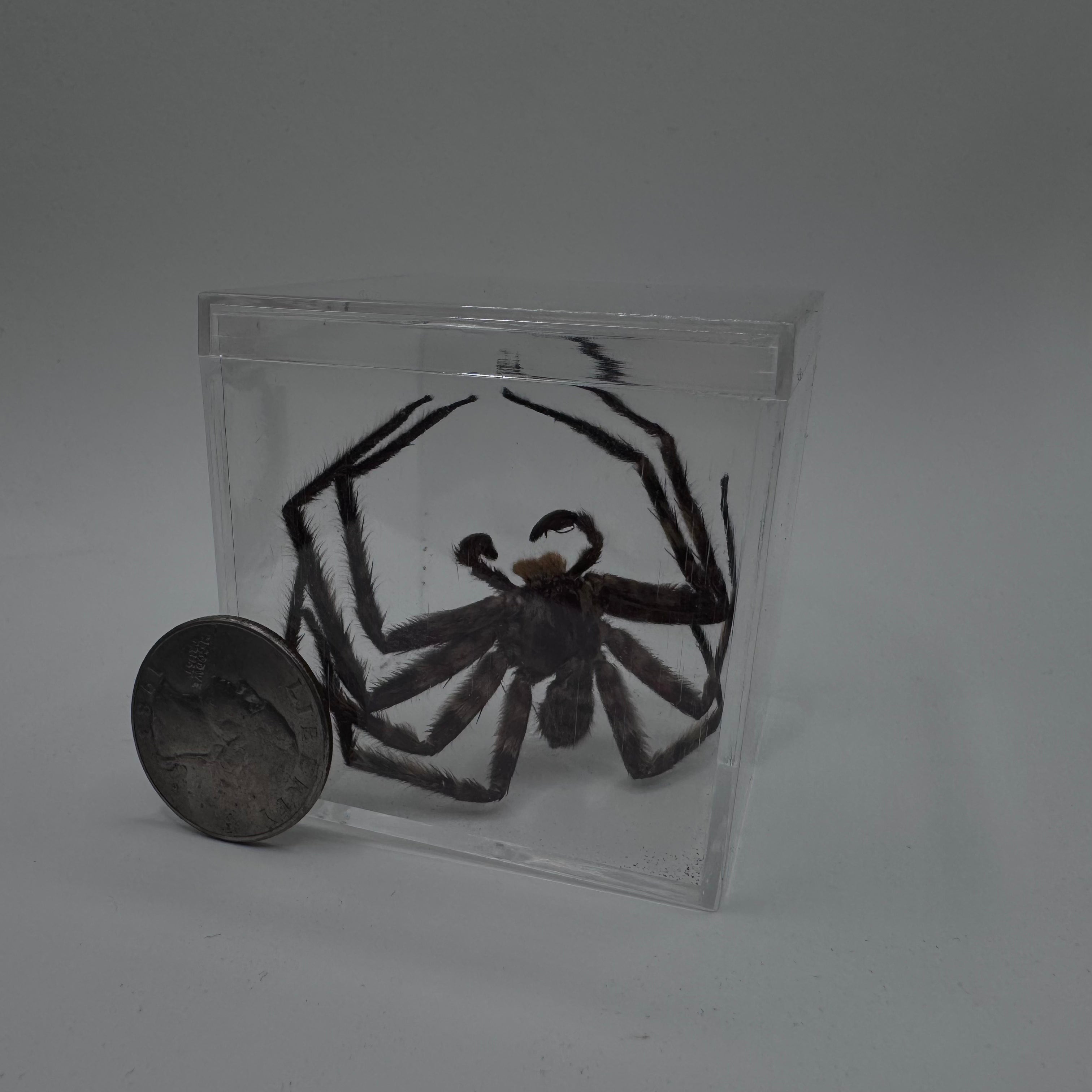 Huntsman Spider - Dry Specimen