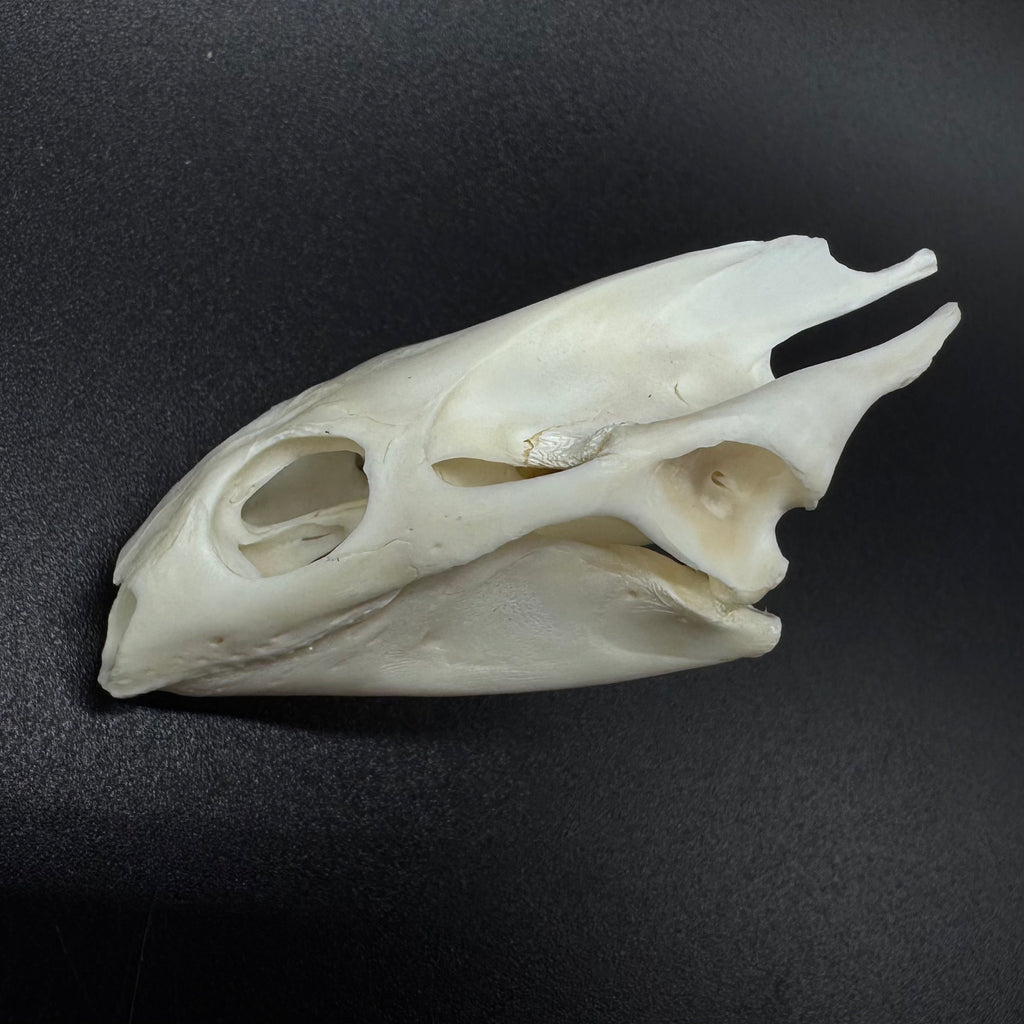 Soft Shell Turtle Skull – Professionally Cleaned