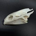 Soft Shell Turtle Skull – Professionally Cleaned