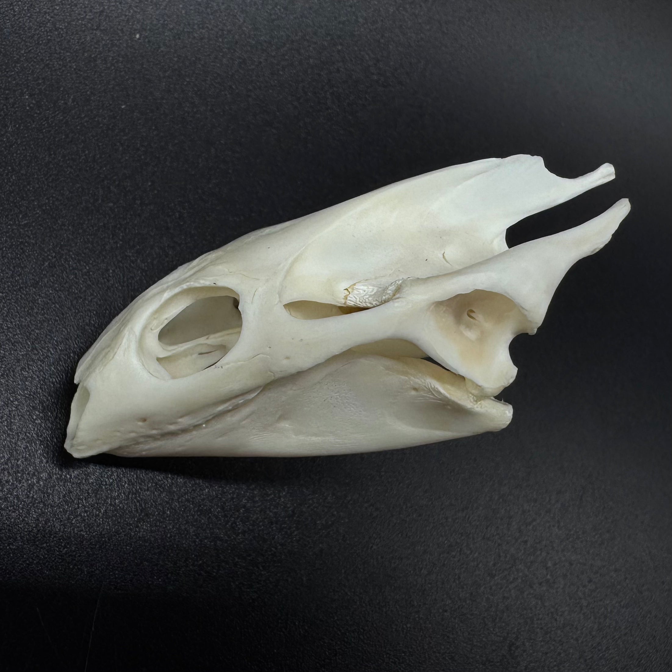 Soft Shell Turtle Skull – Professionally Cleaned