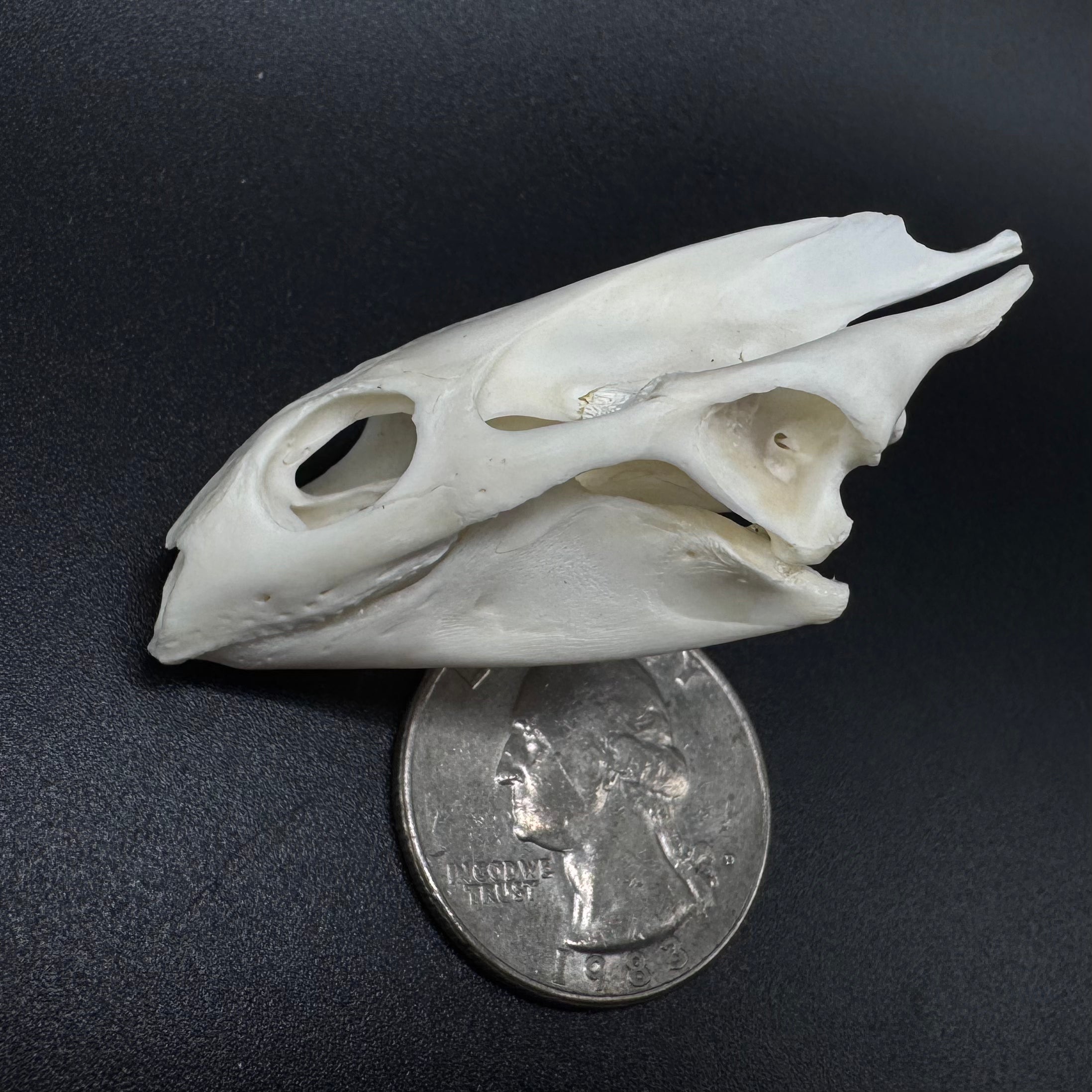 Soft Shell Turtle Skull – Professionally Cleaned