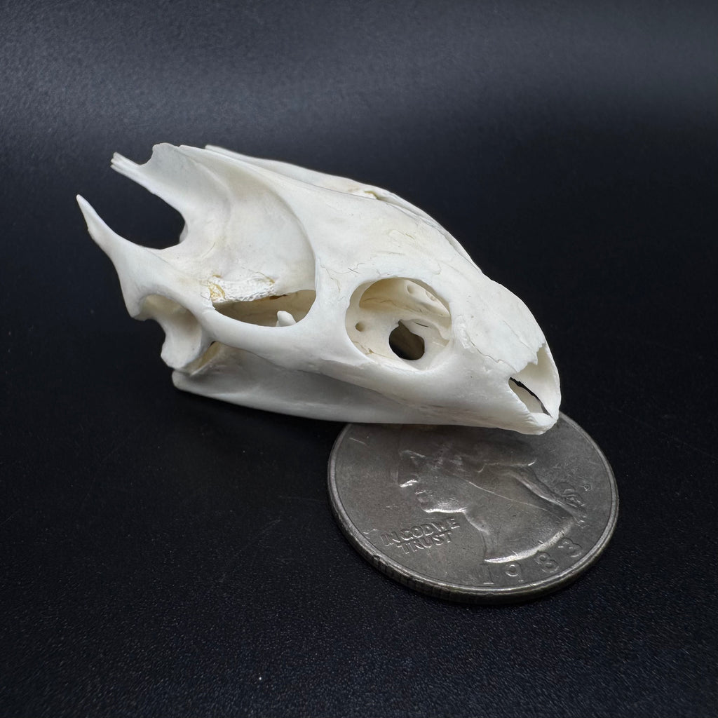 Soft Shell Turtle Skull – Professionally Cleaned