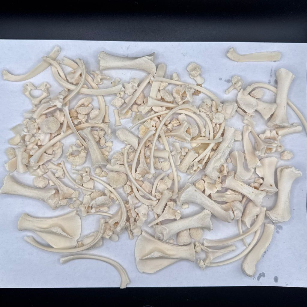 Piglet Bone Bundle