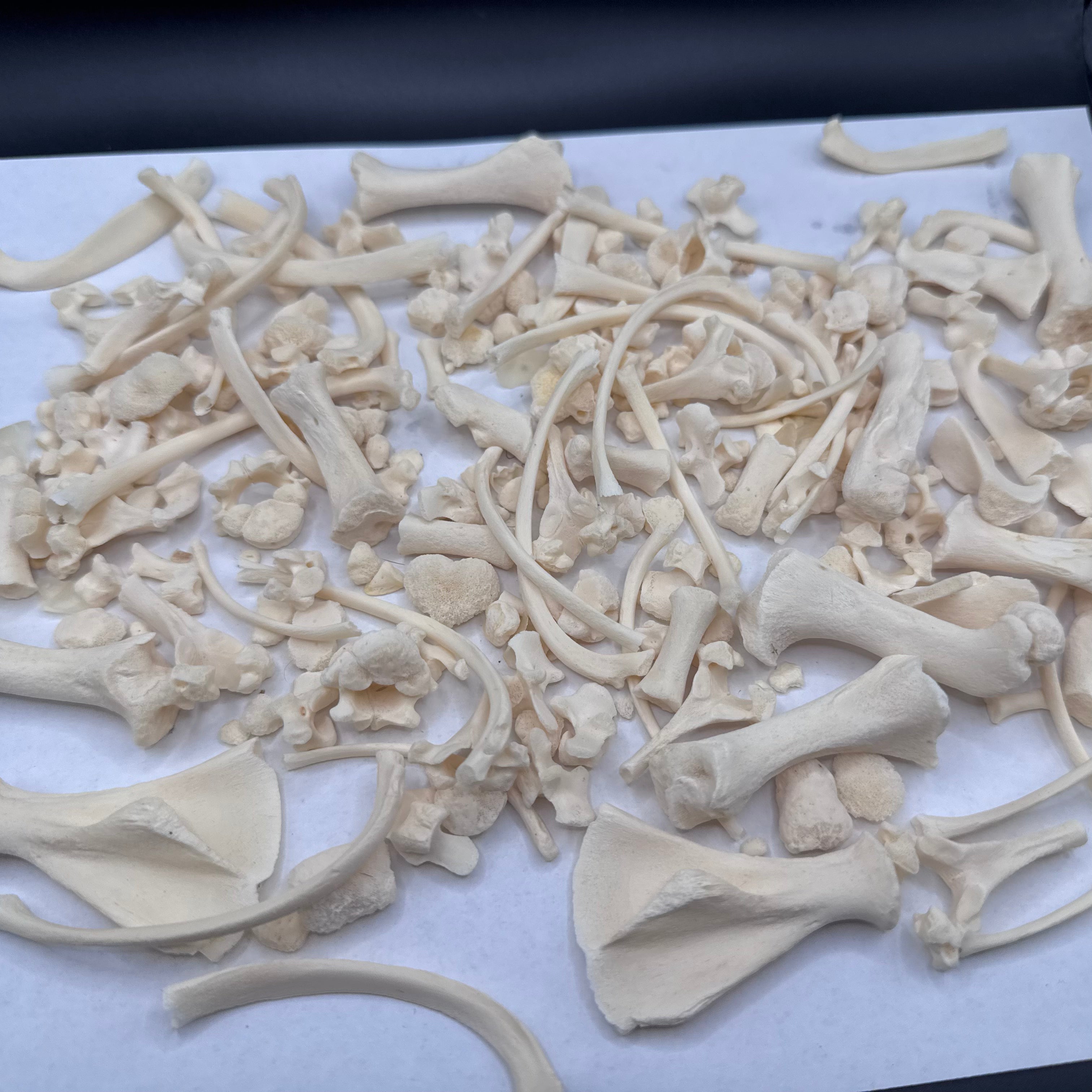 Piglet Bone Bundle