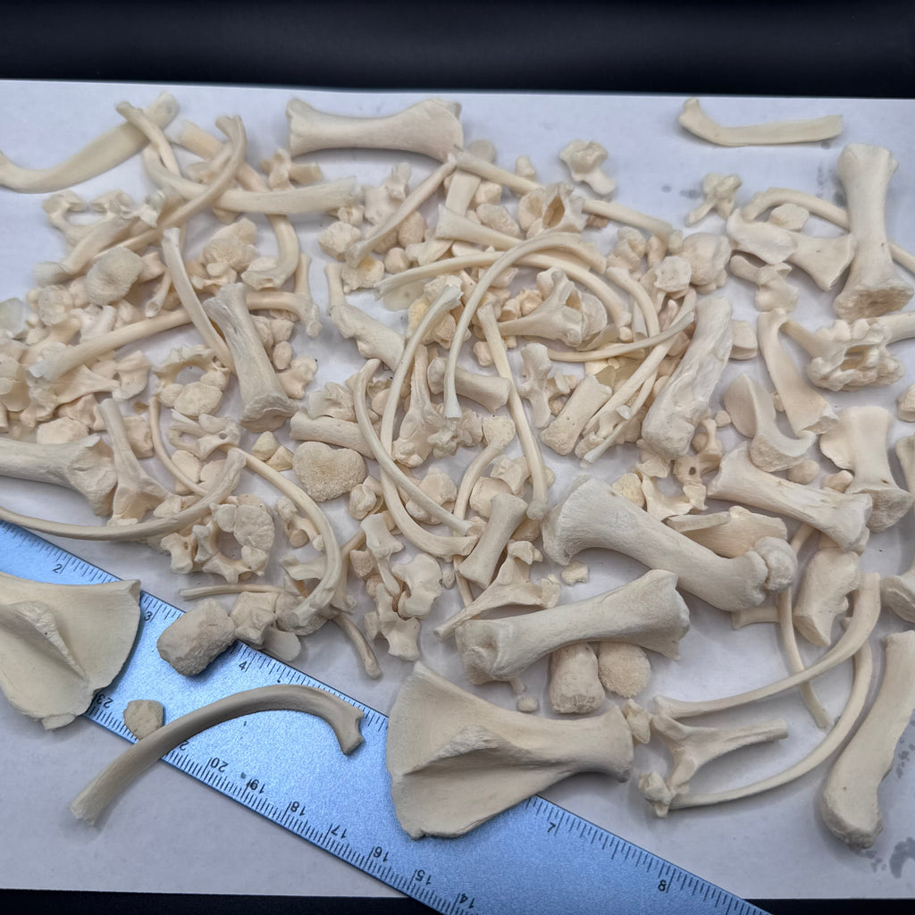 Piglet Bone Bundle