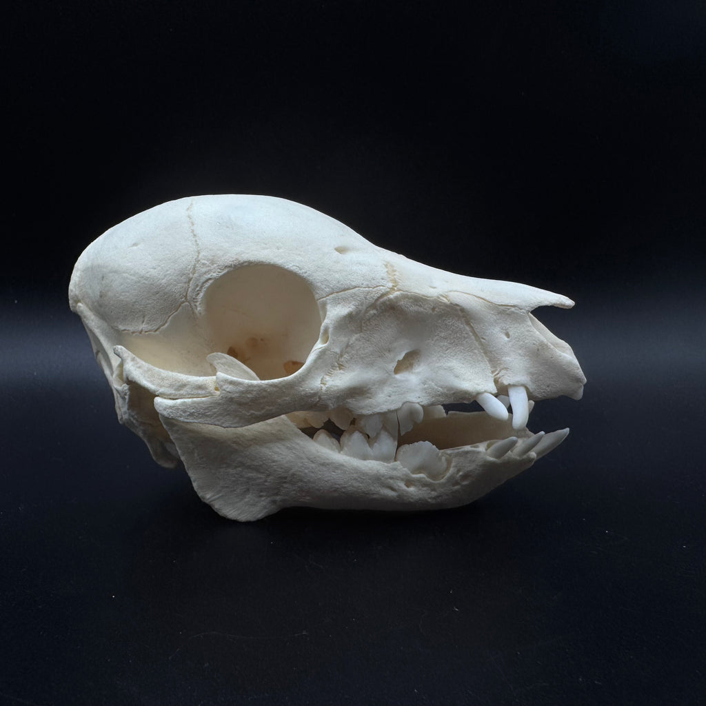 Domestic Piglet Skull – Professionally Cleaned