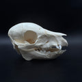 Domestic Piglet Skull – Professionally Cleaned