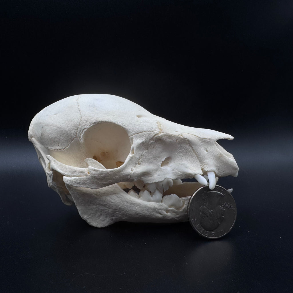 Domestic Piglet Skull – Professionally Cleaned