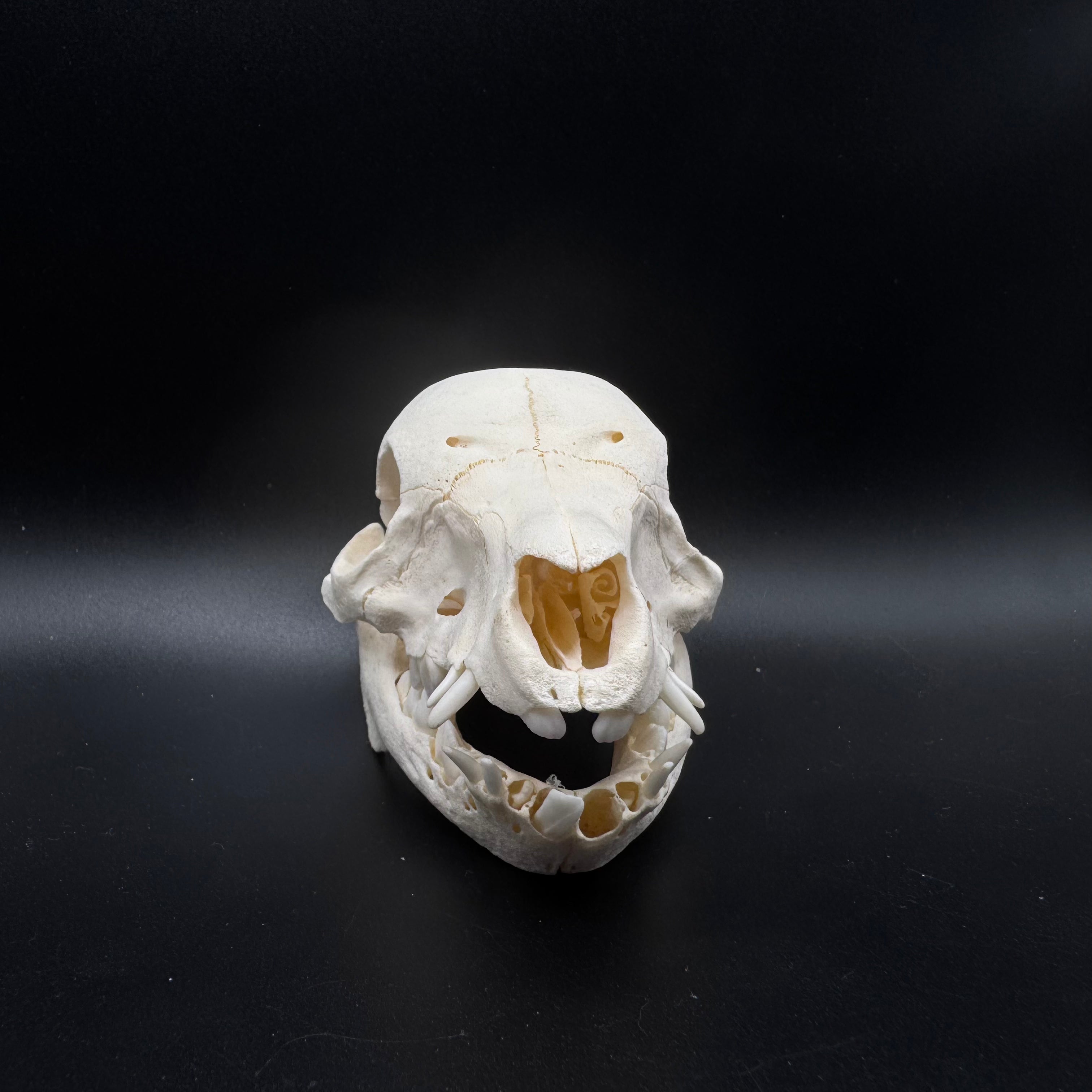 Domestic Piglet Skull – Professionally Cleaned