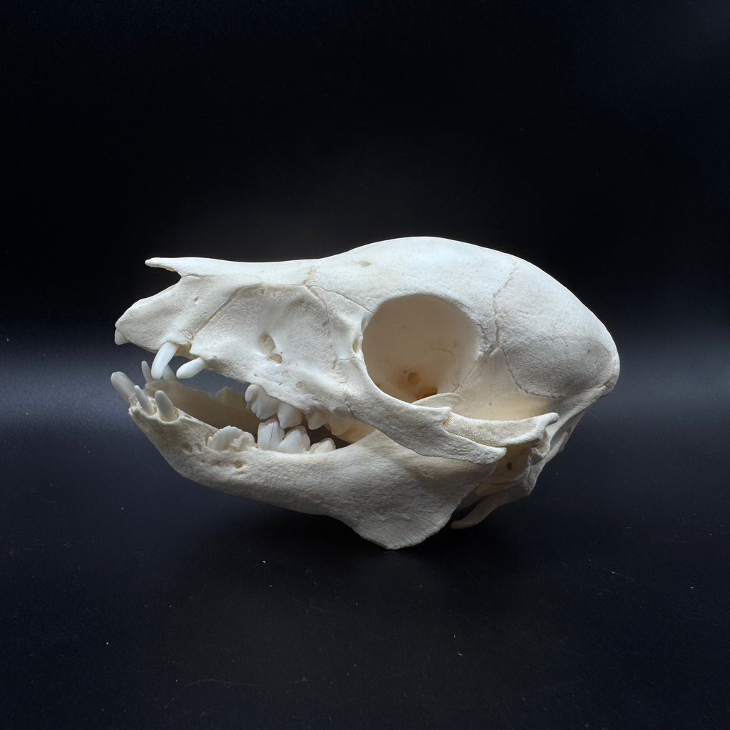 Domestic Piglet Skull – Professionally Cleaned
