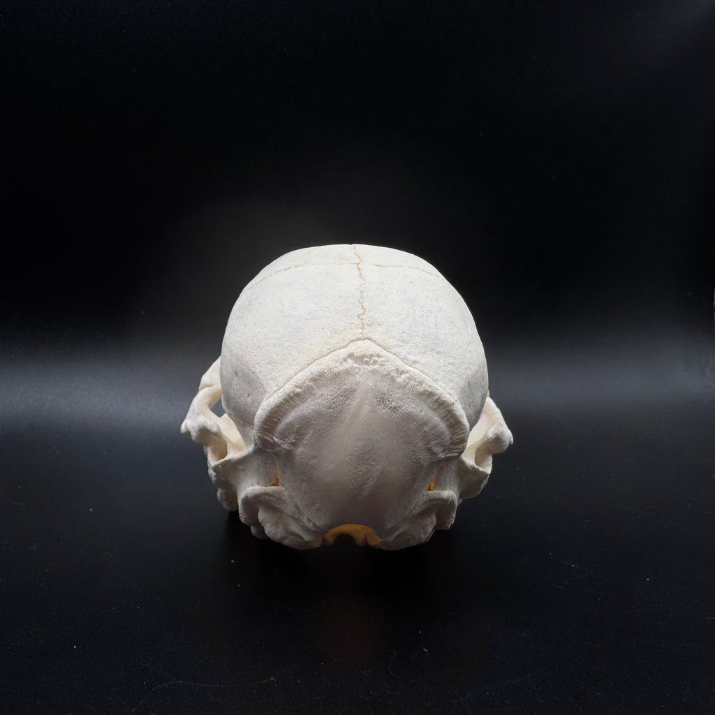 Domestic Piglet Skull – Professionally Cleaned
