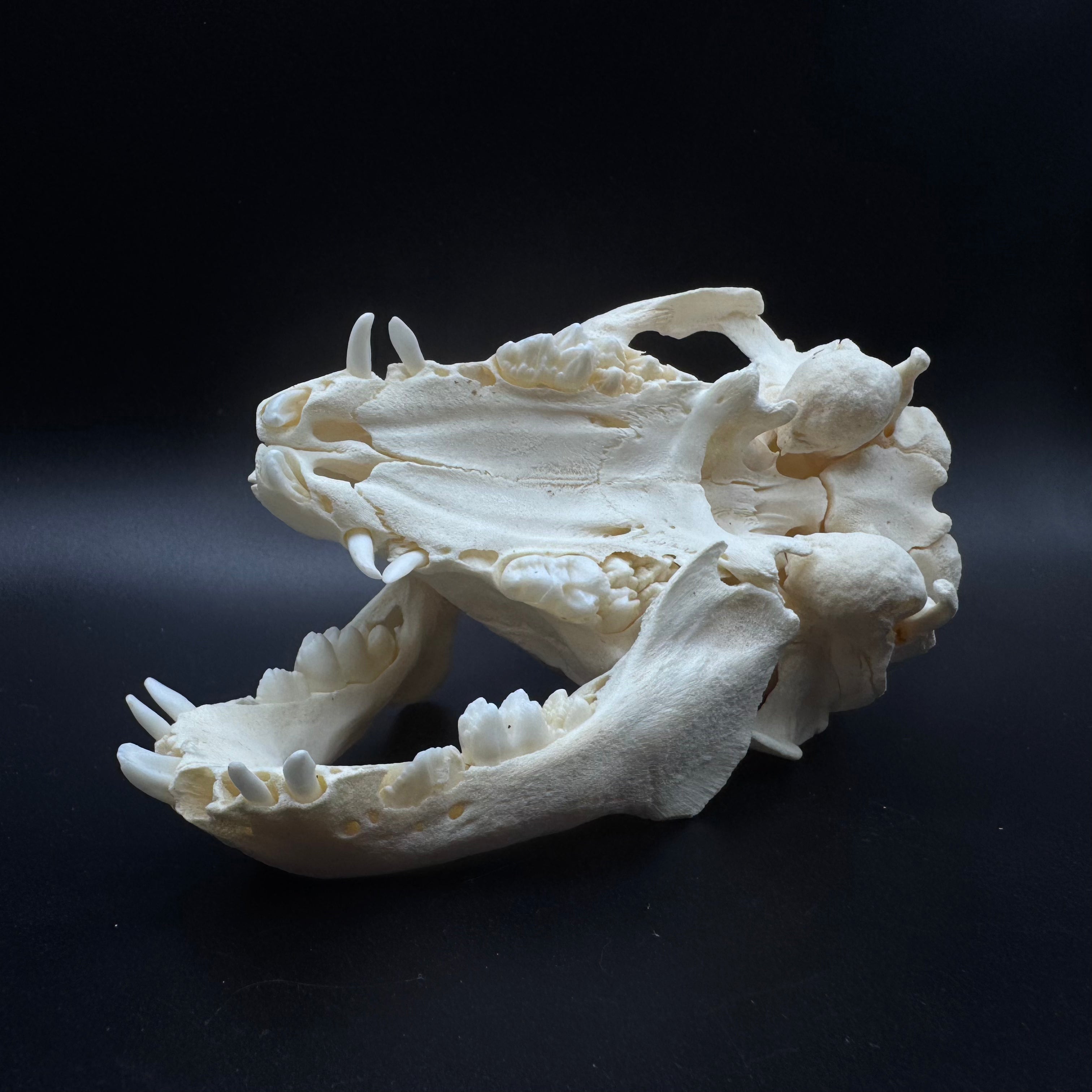 Domestic Piglet Skull – Professionally Cleaned