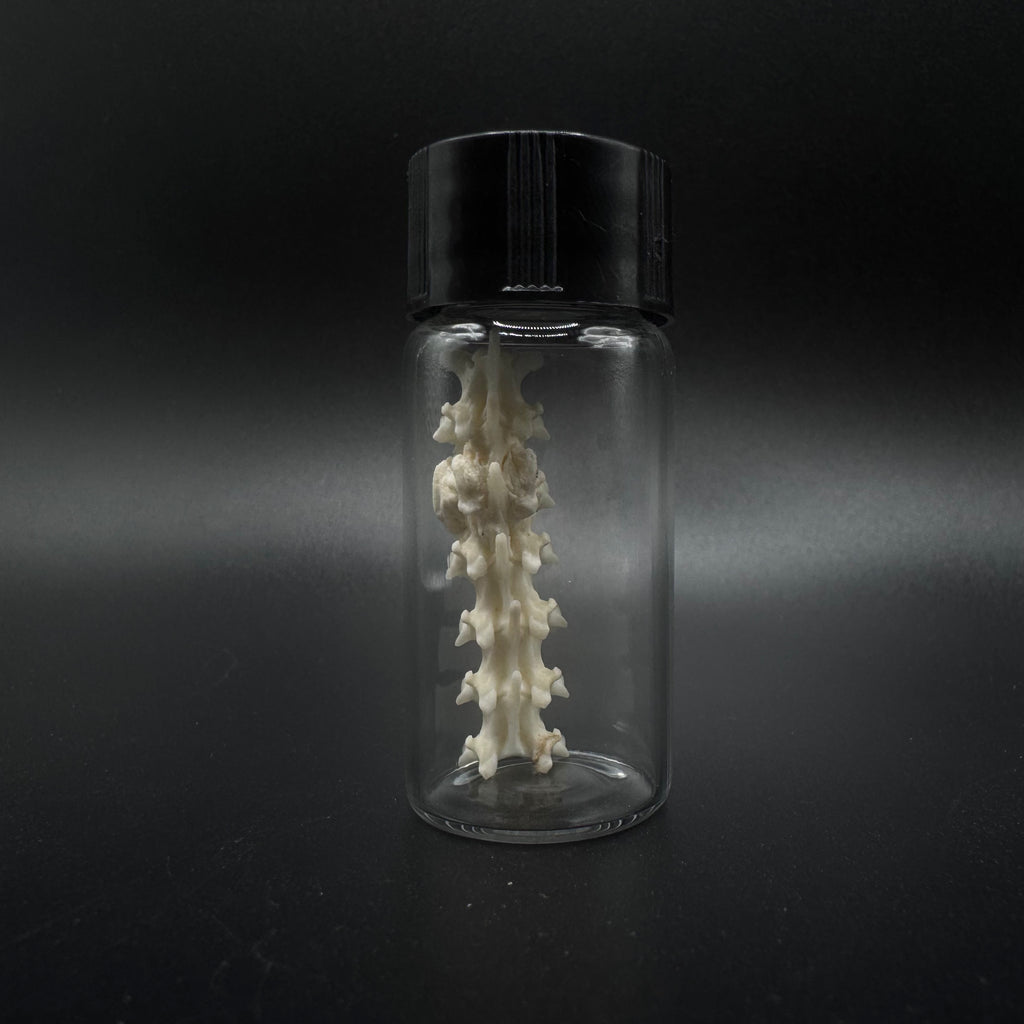 Pathological - Rattlesnake Vertebrae Section