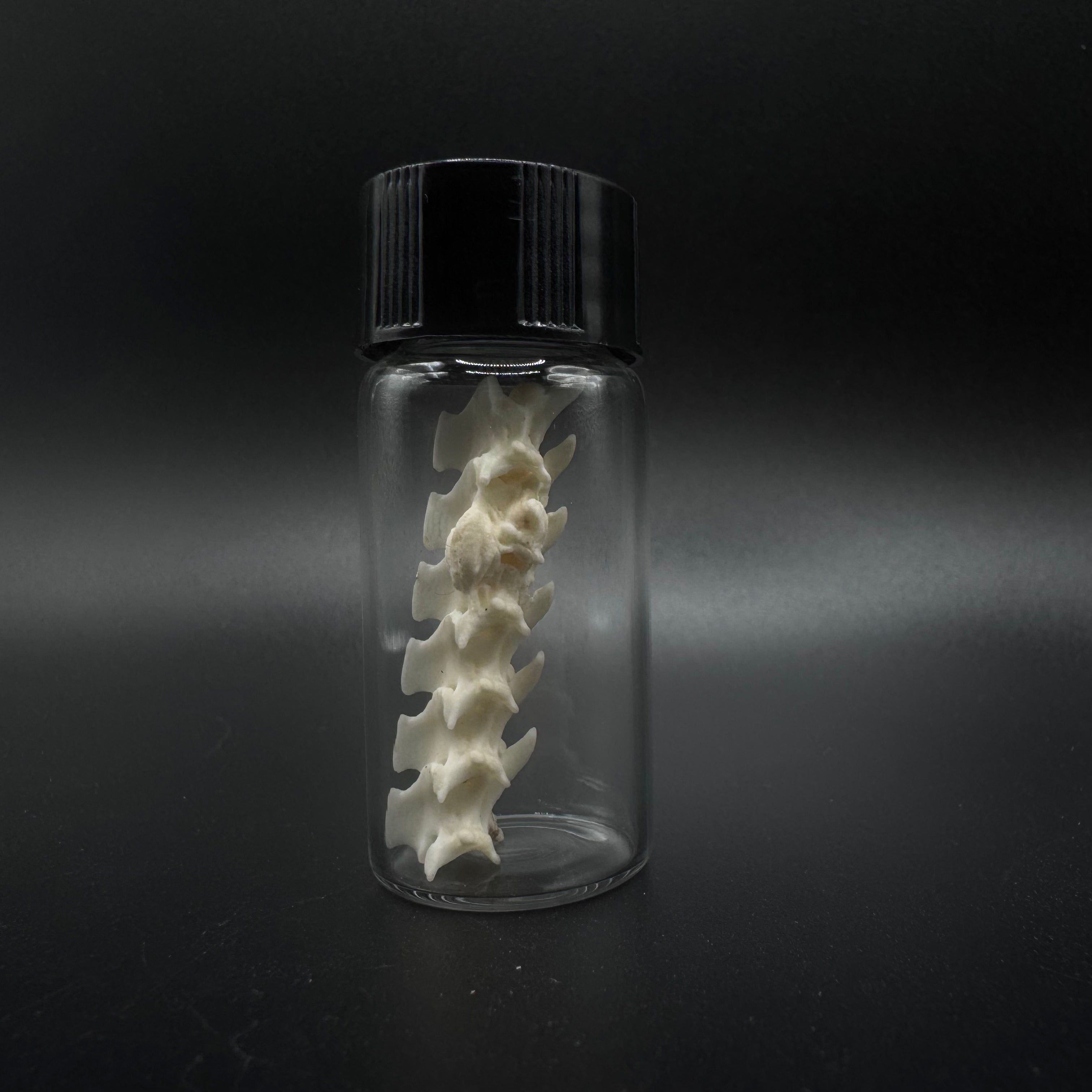 Pathological - Rattlesnake Vertebrae Section