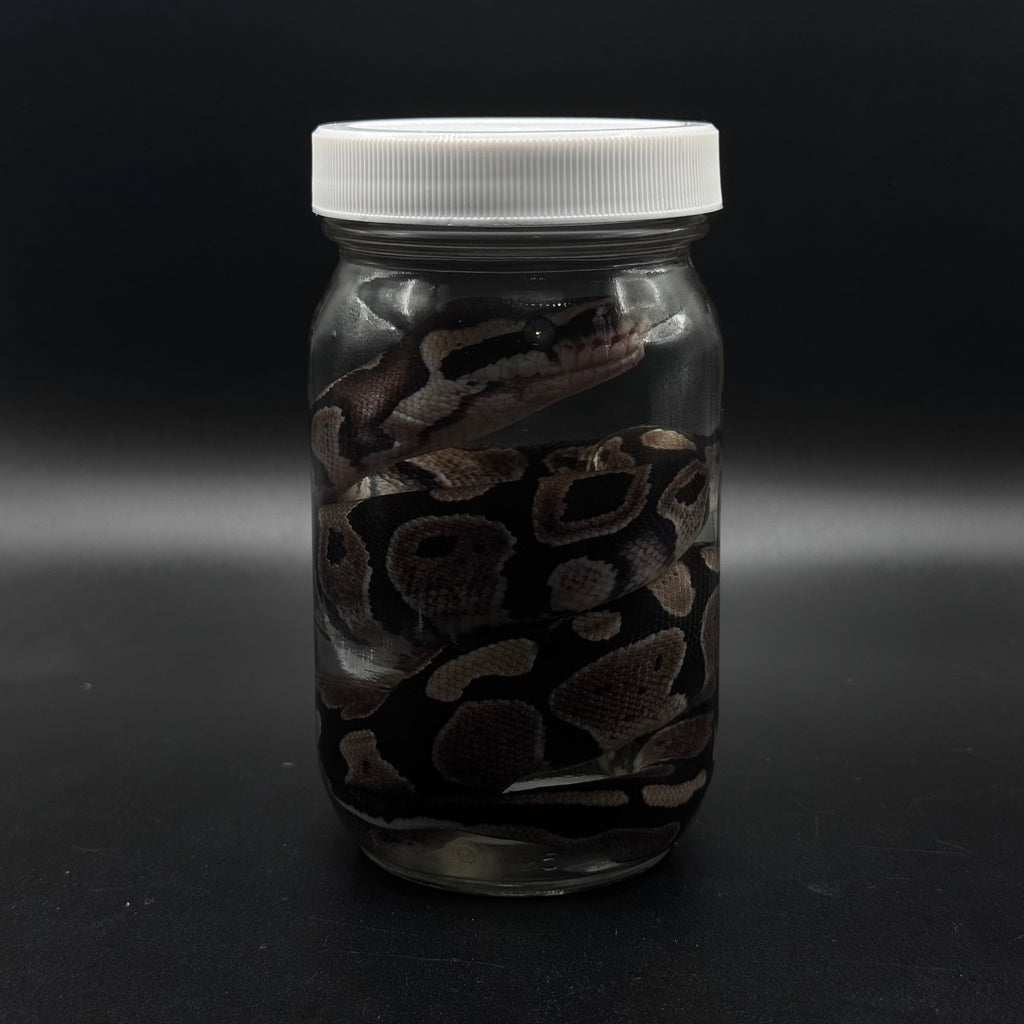 Juvenile Ball Python Wet Specimen