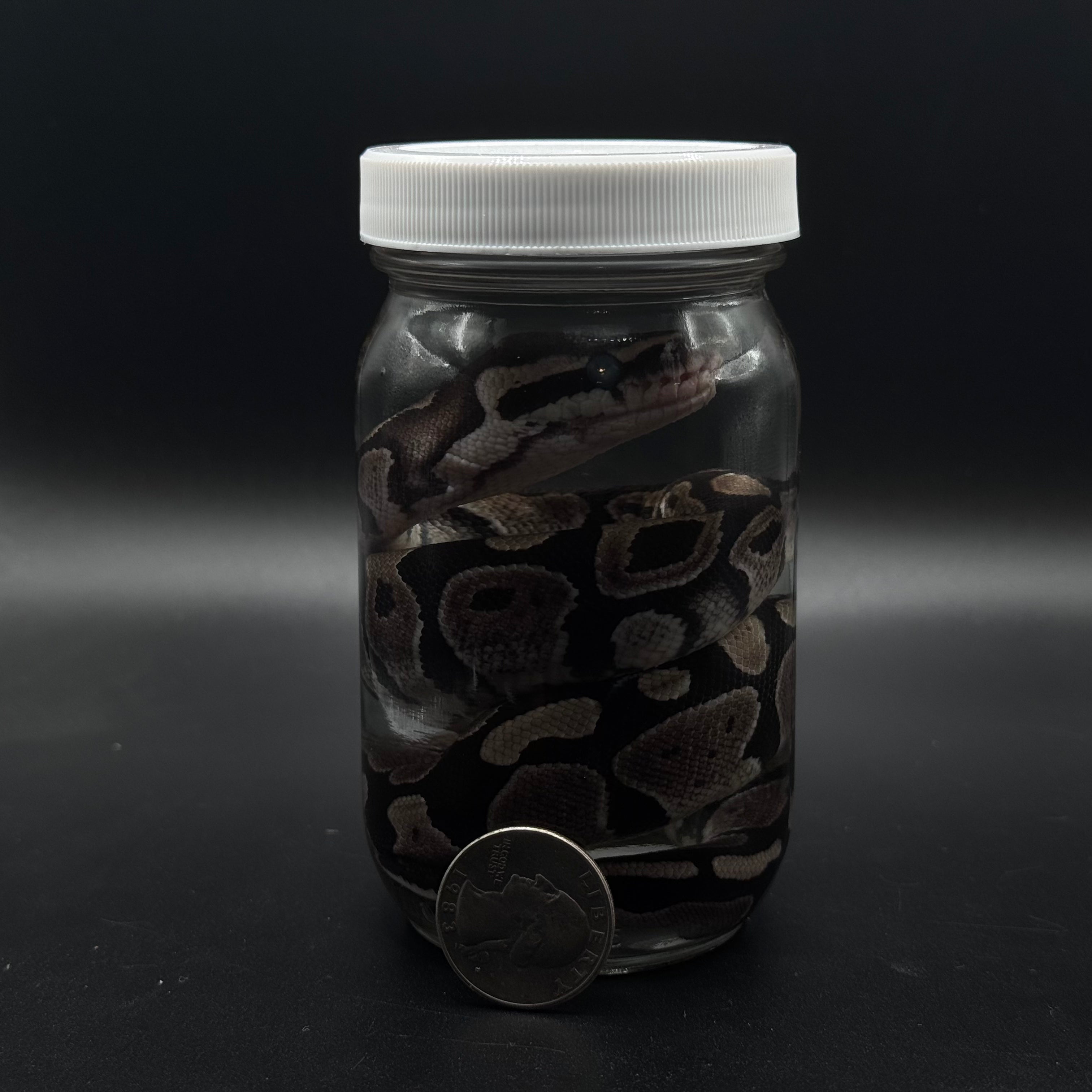 Juvenile Ball Python Wet Specimen