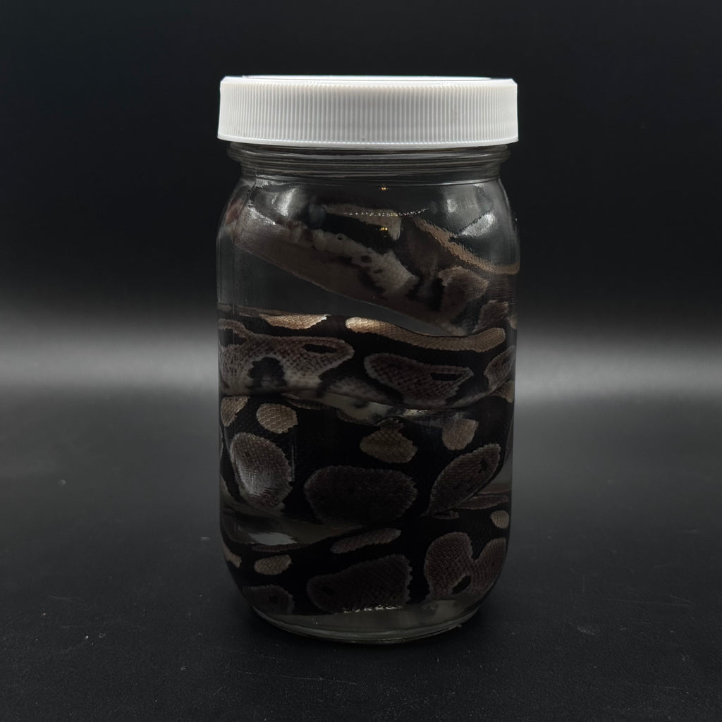 Juvenile Ball Python Wet Specimen