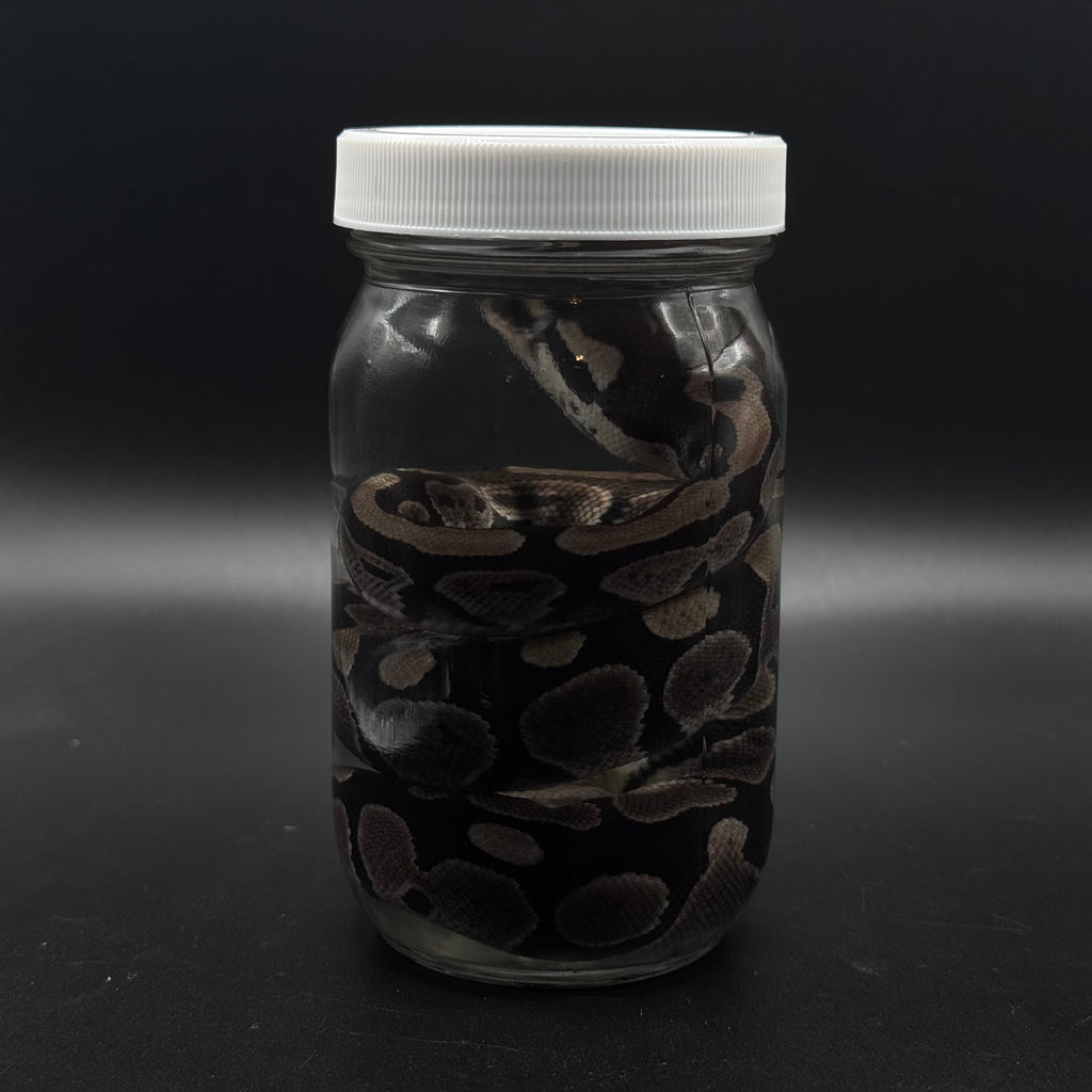 Juvenile Ball Python Wet Specimen